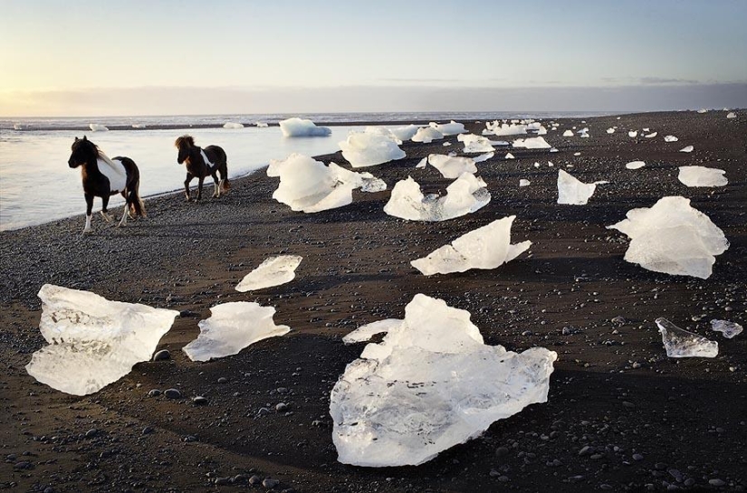 La gracia hermosos caballos en el proyecto Equus