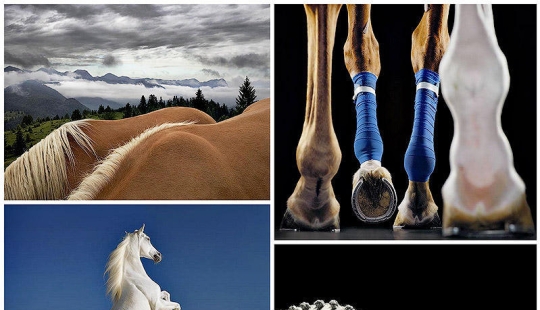 La gracia hermosos caballos en el proyecto Equus La gracia hermosos caballos en el proyecto Equus