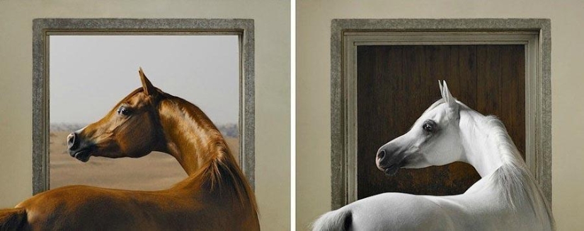 La gracia hermosos caballos en el proyecto Equus