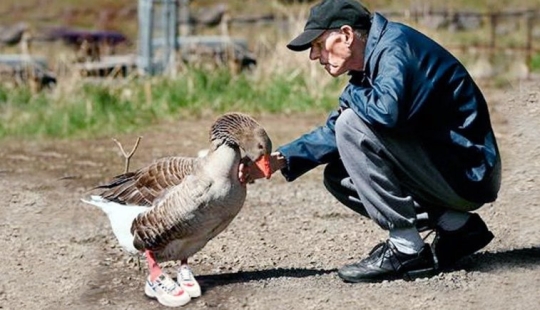 La historia de Andy: un ganso gris en zapatillas de deporte para niños.