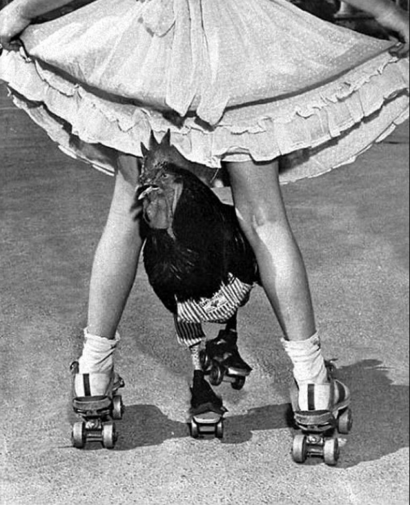 La historia de Buster, el gallo que podía patinar