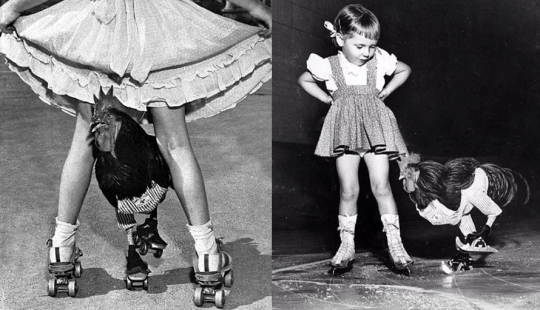 La historia de Buster, el gallo que podía patinar La historia de Buster, el gallo que podía patinar