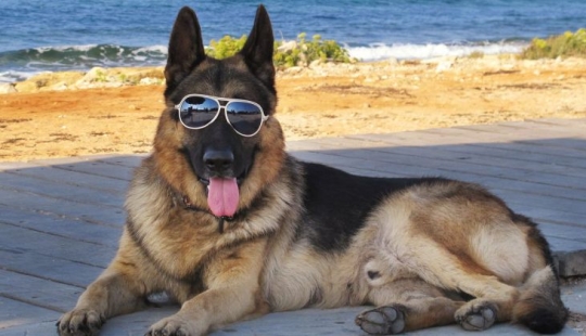 La historia de Gunther IV, el perro más rico del planeta La historia de Gunther IV, el perro más rico del planeta