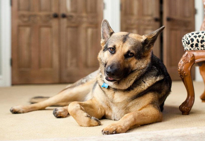 La historia de Gunther IV, el perro más rico del planeta