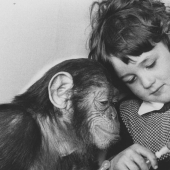 La historia de un niño llamado Donald y un chimpancé llamado Gua, quienes fueron sometidos a un experimento &quot;perturbador&quot;