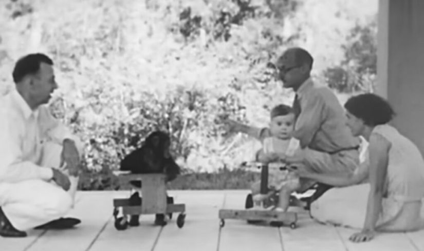 La historia de un niño llamado Donald y un chimpancé llamado Gua, quienes fueron sometidos a un experimento &quot;perturbador&quot;