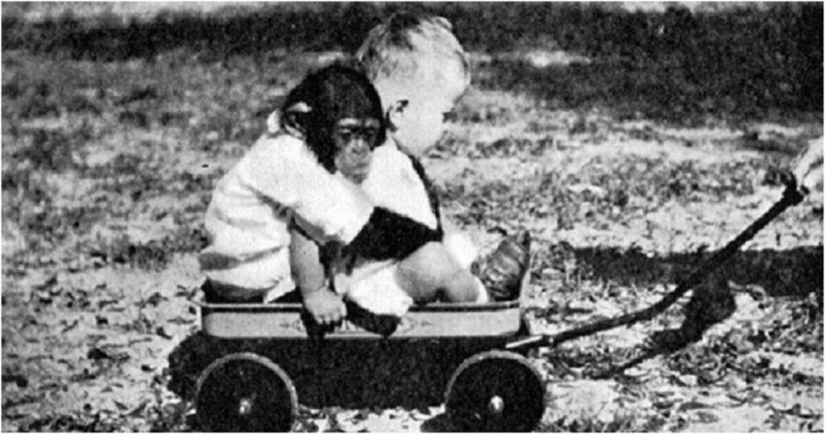 La historia de un niño llamado Donald y un chimpancé llamado Gua, quienes fueron sometidos a un experimento &quot;perturbador&quot;