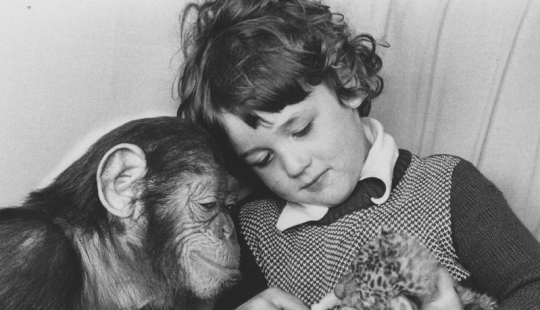 La historia de un niño llamado Donald y un chimpancé llamado Gua, quienes fueron sometidos a un experimento "perturbador"