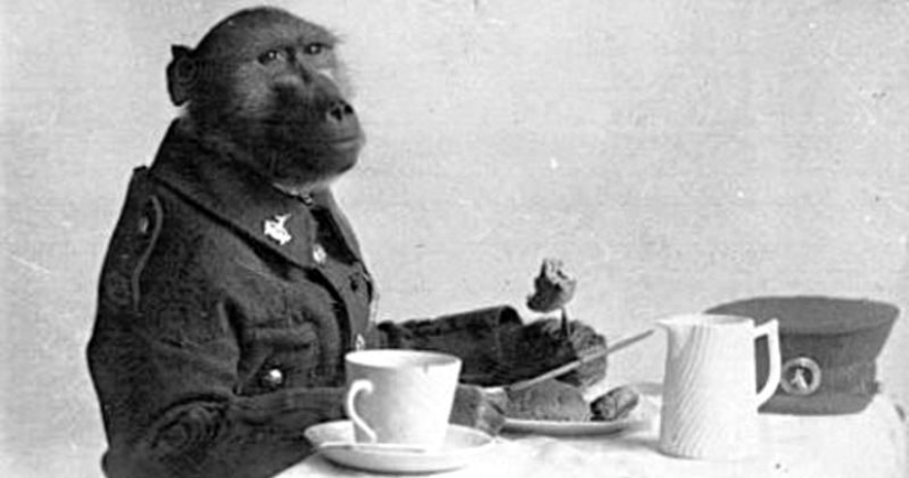 La historia del Cabo Jackie, el héroe más inusual de la Primera Guerra Mundial La historia del Cabo Jackie, el héroe más inusual de la Primera Guerra Mundial