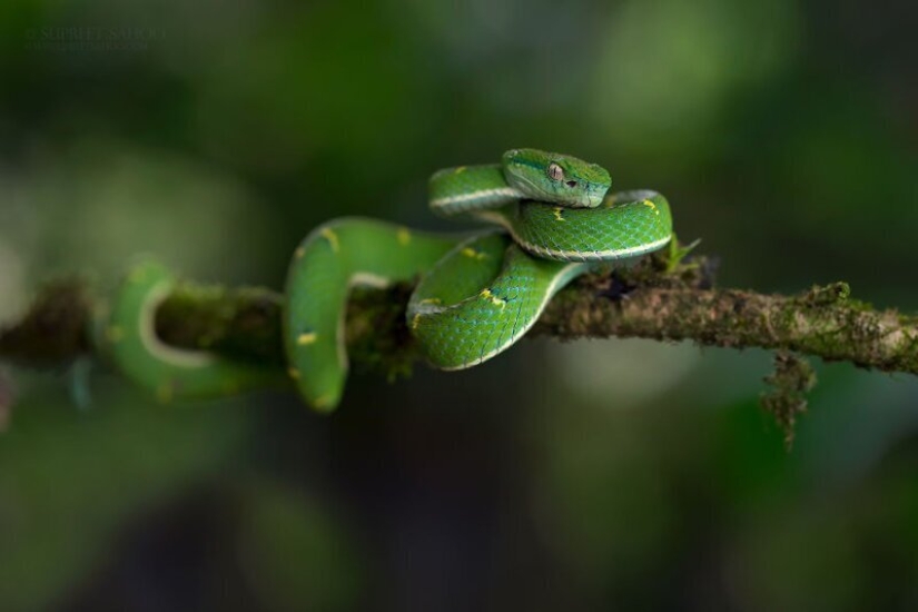 La increíble habitantes de los bosques tropicales de Costa Rica, en el lente de la Suprita sahoo