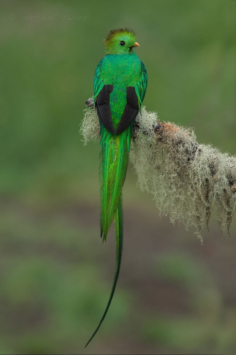 La increíble habitantes de los bosques tropicales de Costa Rica, en el lente de la Suprita sahoo