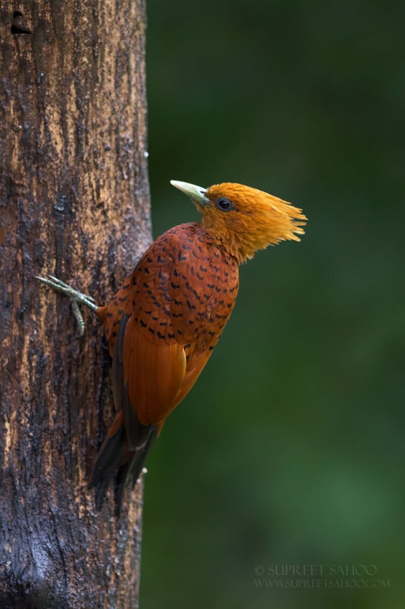 La increíble habitantes de los bosques tropicales de Costa Rica, en el lente de la Suprita sahoo