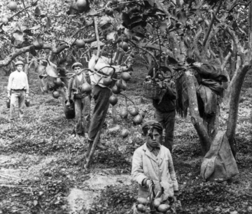 La mafia siciliana: cómo la demanda de limones dio origen a la organización criminal más poderosa del mundo La mafia siciliana: cómo la demanda de limones dio origen a la organización criminal más poderosa del mundo