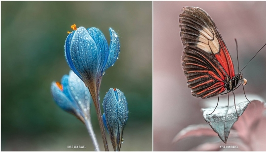 La magia de la macrofotografía: hermosas flores y los insectos en la lente de Kyle van Bavel