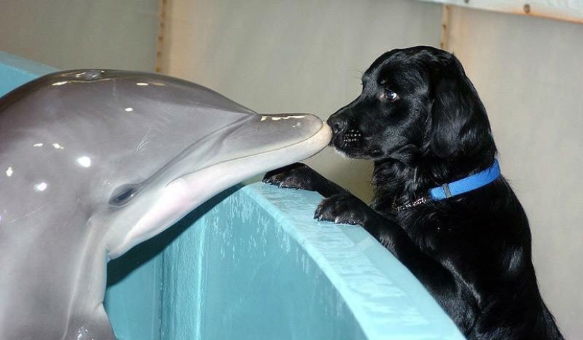 La mayoría de los hechos sorprendentes acerca de los delfines La mayoría de los hechos sorprendentes acerca de los delfines