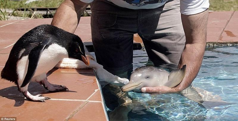 La mayoría de los hechos sorprendentes acerca de los delfines La mayoría de los hechos sorprendentes acerca de los delfines