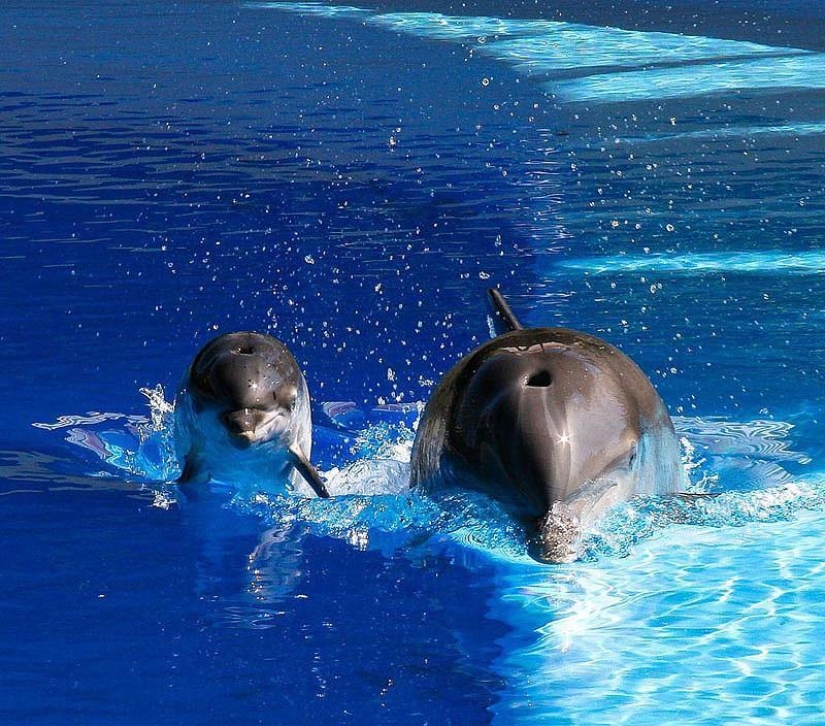 La mayoría de los hechos sorprendentes acerca de los delfines La mayoría de los hechos sorprendentes acerca de los delfines