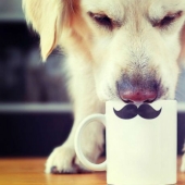 La novela fotográfica " La Nariz"