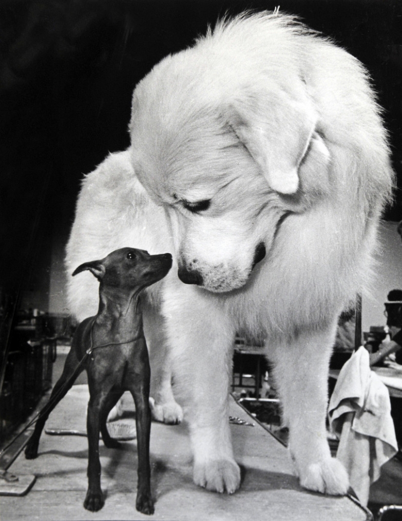 La otra América a través de la lente de Arthur Pollock