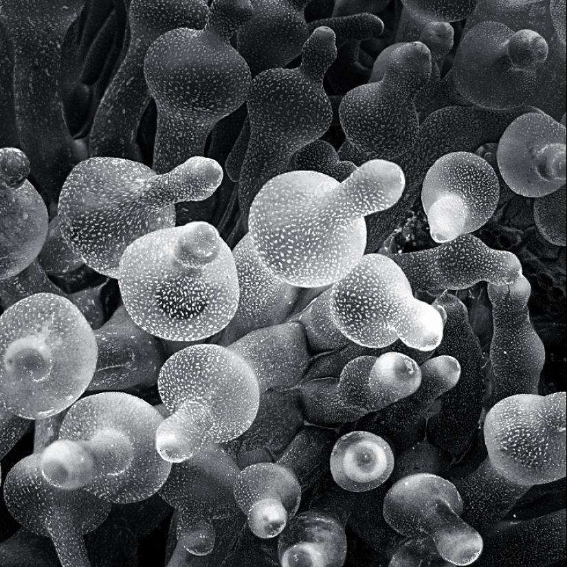 La poesía de la fotografía en blanco y negro en la obra de Hengka Koentjoro