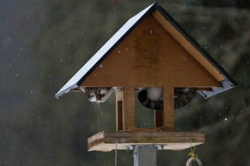La primavera está aquí — los gatos han llegado!