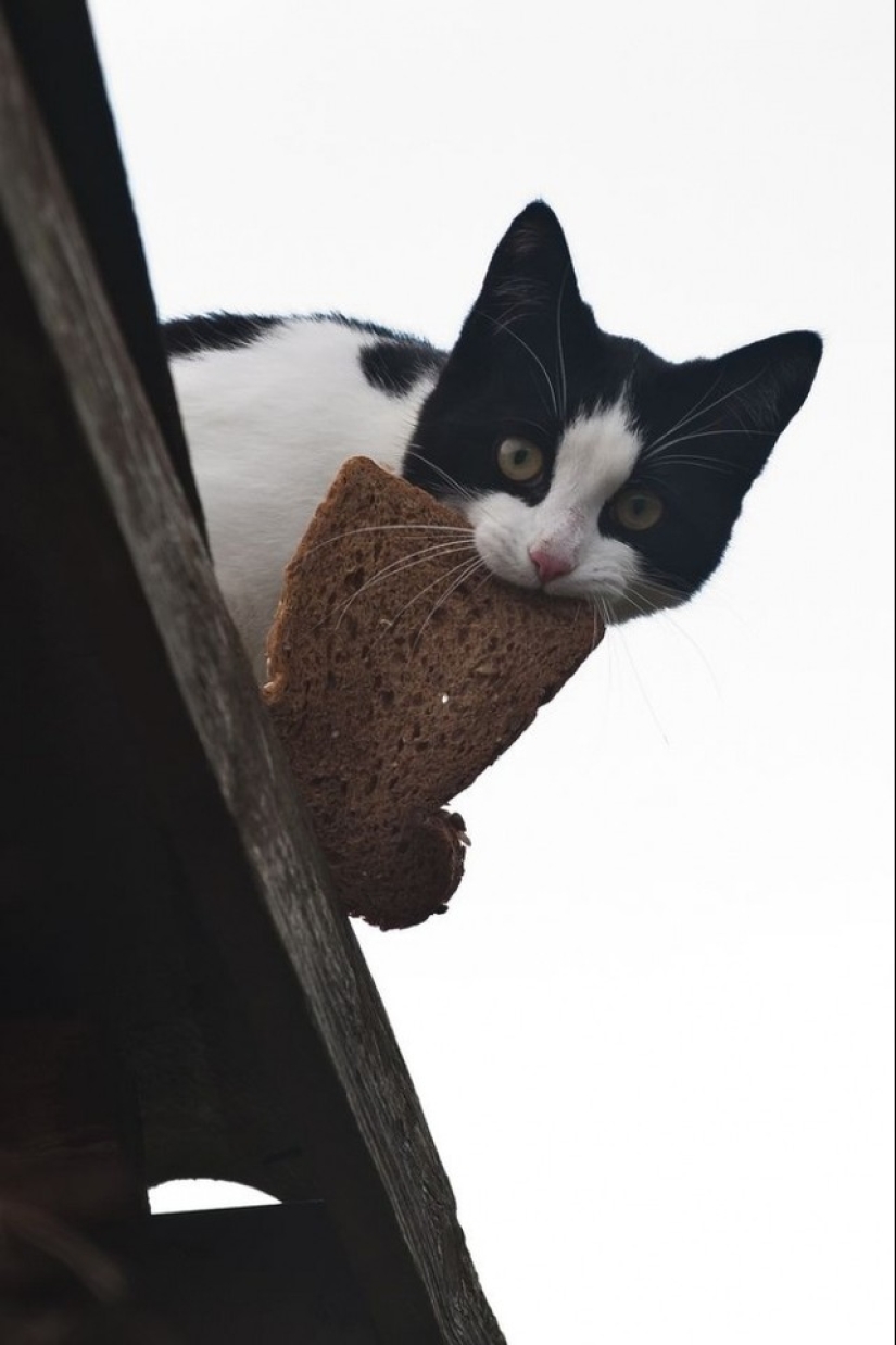 La primavera está aquí — los gatos han llegado!