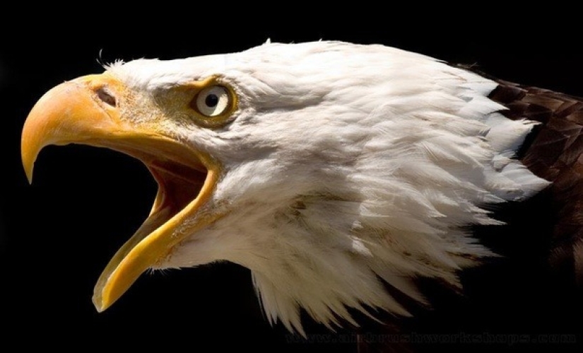 La realidad borrosa de Drew Blair-Maestro del fotorrealismo en la aerografía