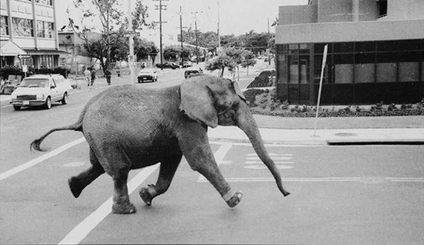 La trágica muerte del elefante Tyke, que cambió para siempre la actitud hacia el circo.