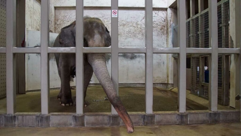 La trágica muerte del elefante Tyke, que cambió para siempre la actitud hacia el circo.