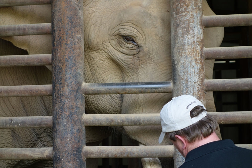 La trágica muerte del elefante Tyke, que cambió para siempre la actitud hacia el circo.