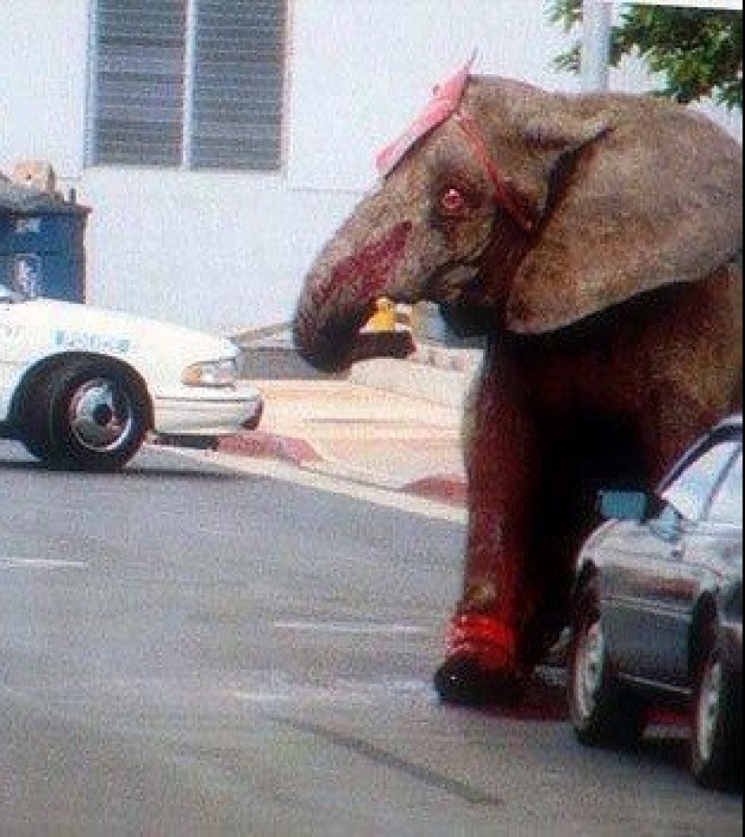 La trágica muerte del elefante Tyke, que cambió para siempre la actitud hacia el circo.