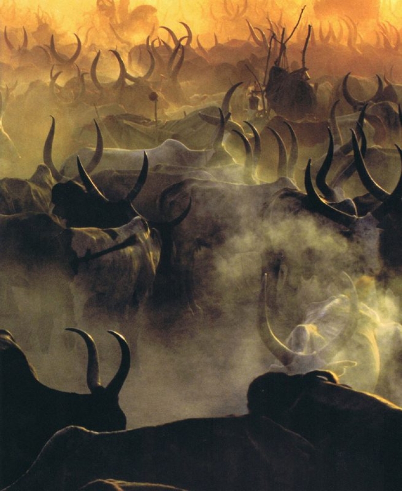 La vida cotidiana del pueblo dinka de África: mujeres que no reconocen la ropa, cáncer derrotado y búfalos La vida cotidiana del pueblo dinka de África: mujeres que no reconocen la ropa, cáncer derrotado y búfalos