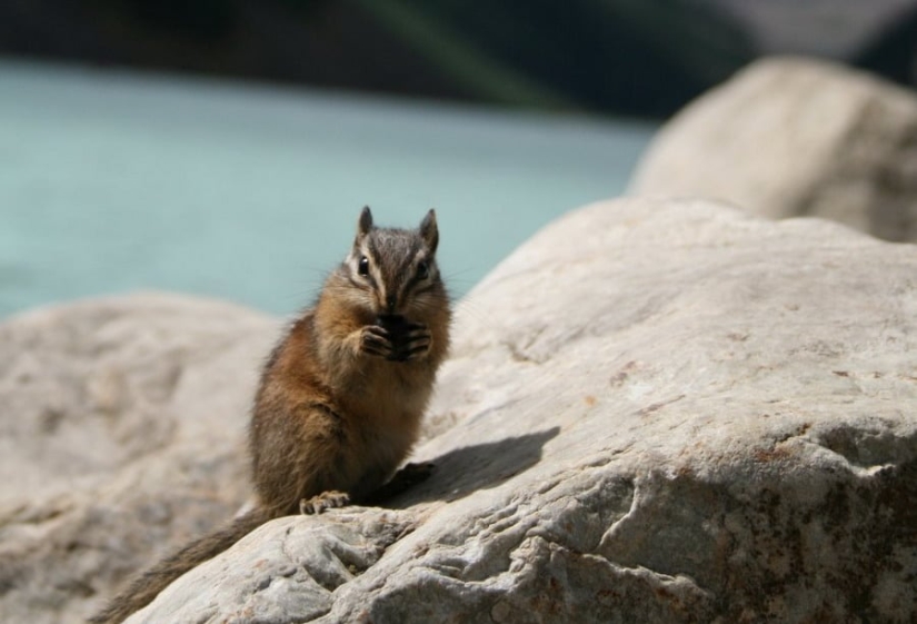 Lake Louise is an extraordinarily beautiful place