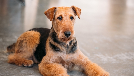 Las 10 razas de perros más hermosas del mundo, según la ciencia, han sido nombradas Las 10 razas de perros más hermosas del mundo, según la ciencia, han sido nombradas