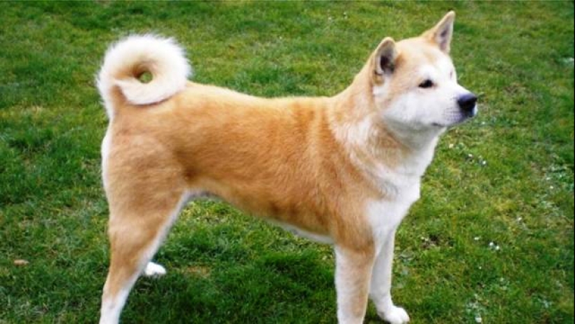 Las 25 razas de perros más peligrosas