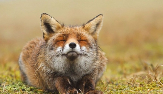 las 7 especies de zorros más imitadoras las 7 especies de zorros más imitadoras