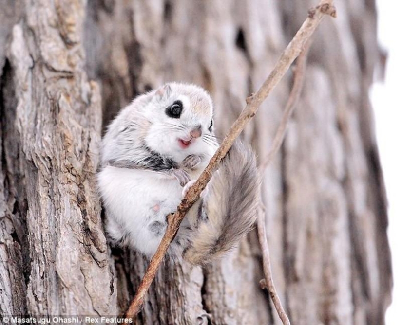 Las ardillas voladoras siberianas son algo Las ardillas voladoras siberianas son algo