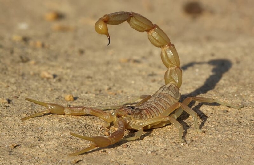 Las armas químicas y biológicas más mortíferas de la antigüedad Las armas químicas y biológicas más mortíferas de la antigüedad