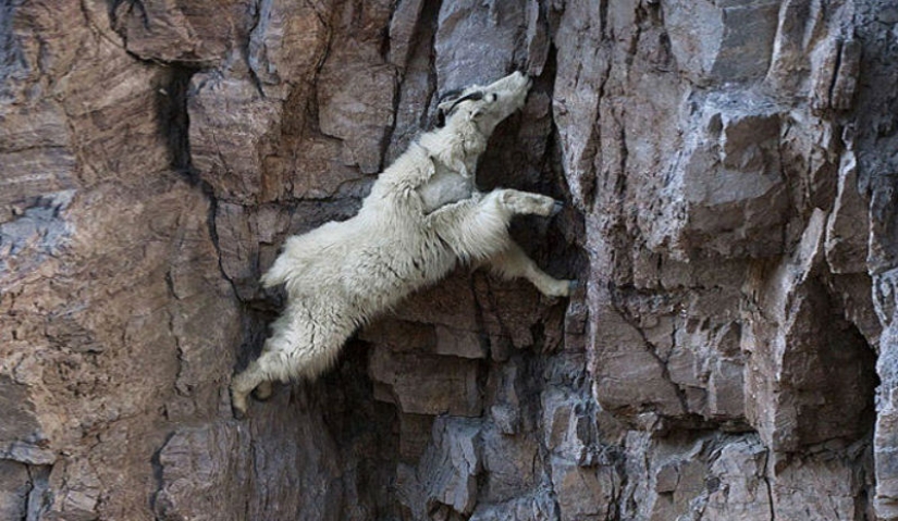 Las cabras, que conoce el miedo a las alturas