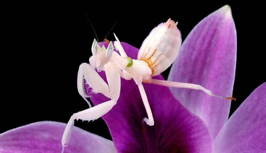 Las mantis orquídeas son esquivas maestras del camuflaje Las mantis orquídeas son esquivas maestras del camuflaje