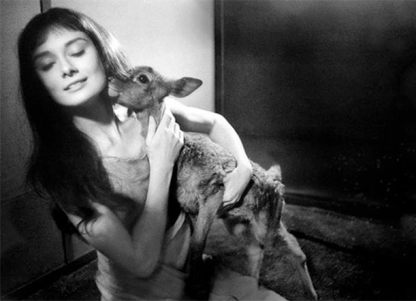 Las mejores fotos de Audrey Hepburn
