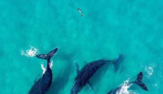 ¡Las personas especialmente impresionables deberían verlo! Australia fascinante a través de la lente de un dron ¡Las personas especialmente impresionables deberían verlo! Australia fascinante a través de la lente de un dron