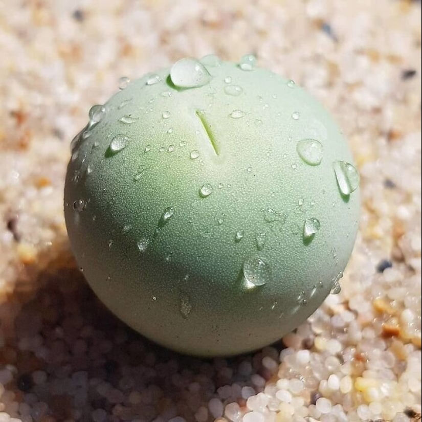 Las plantas exóticas: 30 más extraña de las plantas suculentas