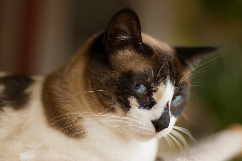 Las razas de gatos más bellas.