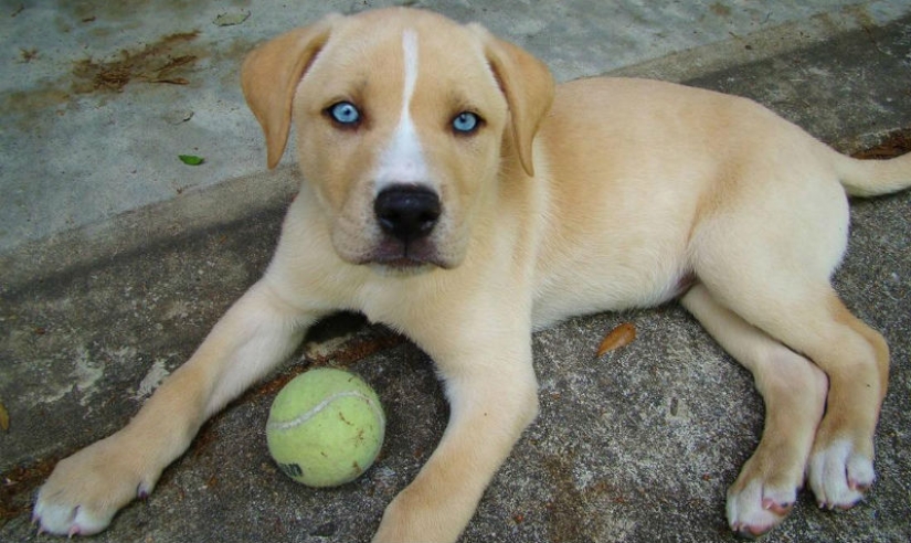 Las razas de perros más inusuales Las razas de perros más inusuales