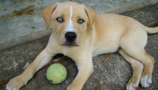 Las razas de perros más inusuales Las razas de perros más inusuales