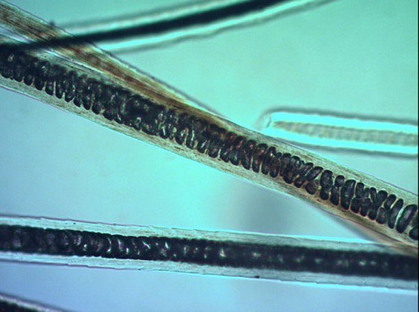 Las tabletas, Cola, papel: fotos macro de objetos familiares que te sorprenderá Las tabletas, Cola, papel: fotos macro de objetos familiares que te sorprenderá