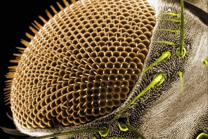 Las tabletas, Cola, papel: fotos macro de objetos familiares que te sorprenderá Las tabletas, Cola, papel: fotos macro de objetos familiares que te sorprenderá