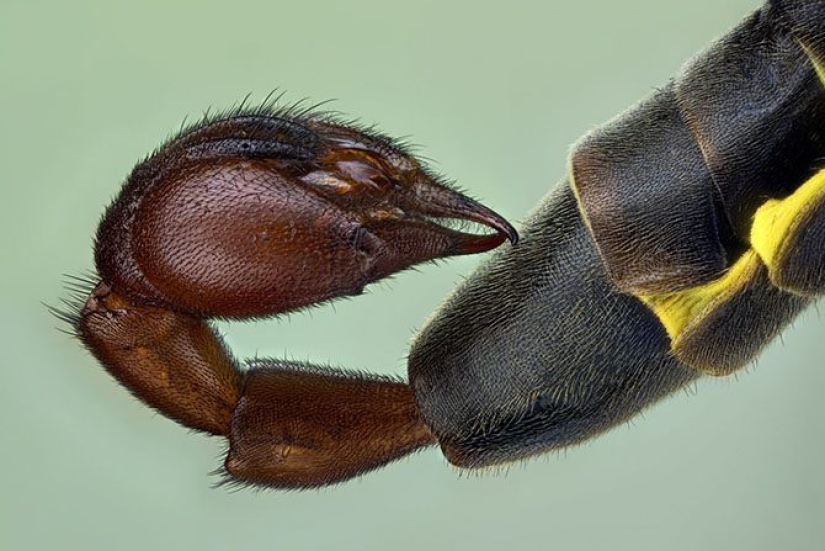 Las tabletas, Cola, papel: fotos macro de objetos familiares que te sorprenderá Las tabletas, Cola, papel: fotos macro de objetos familiares que te sorprenderá