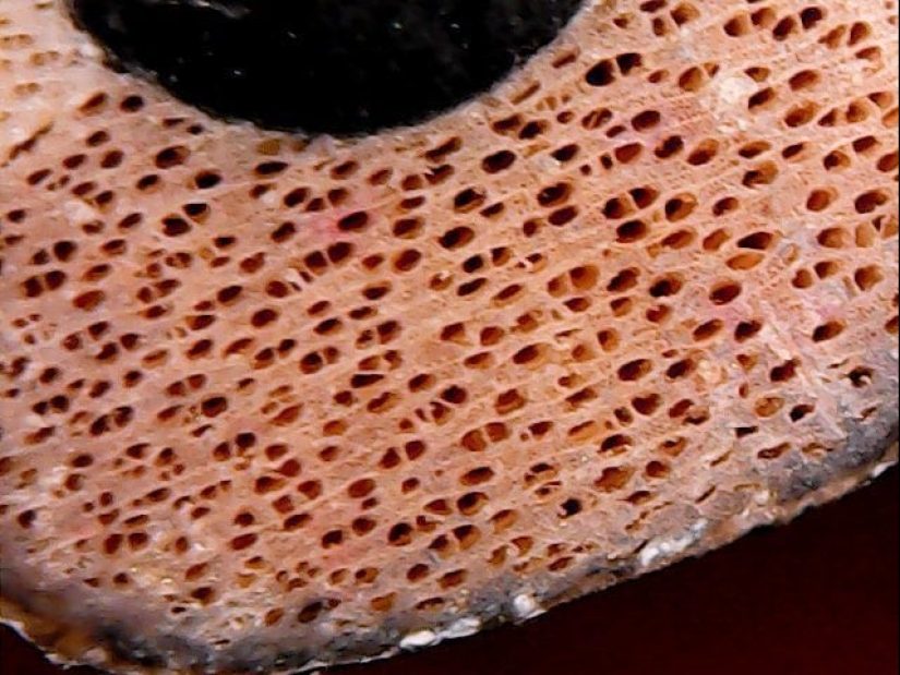 Las tabletas, Cola, papel: fotos macro de objetos familiares que te sorprenderá Las tabletas, Cola, papel: fotos macro de objetos familiares que te sorprenderá